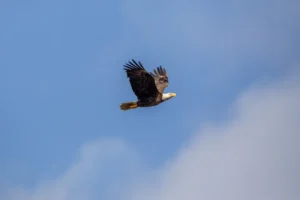 Bald Eagles Thrive at Kennedy Space Center Amidst Annual Conservation Efforts