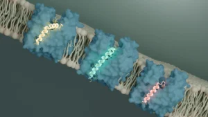 Convergent Evolution Reveals Viral Strategy to Disable Essential Bacterial Cell Wall Protein, Pointing to New Antibiotic Targets