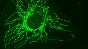 D-Cysteine: A Mirror-Image Amino Acid Emerges as a Potent and Selective Cancer Therapy Candidate
