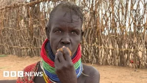 Desperate for food drought-stricken Kenyans turn to the gingerbread tree