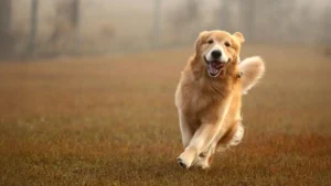 Unlocking the Genetic Secrets of Canine Personality: Cambridge Study Reveals Shared Behavioral Roots with Humans