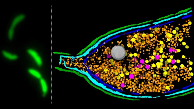 A Bacterial CARD-NLR-Like Immune System Controls the Release of Gene Transfer Agents
