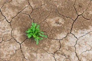 The Resilience of Decentralized Finance: Navigating Governance Security and Regulatory Hurdles in a Maturing Market