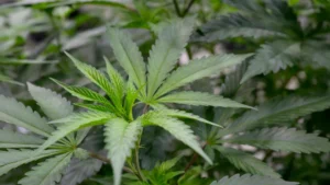 University of Arizona Researchers Uncover Promising Cannabis Compounds for Fibromyalgia and Post-Surgical Pain Relief