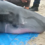 Novel Bacterial Genotypes Discovered in Elusive Pygmy Sperm Whales Through Stranding Research