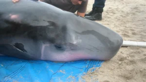 Novel Bacterial Genotypes Discovered in Elusive Pygmy Sperm Whales Through Stranding Research