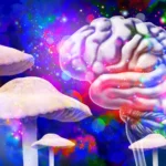 Unlocking the Mind: Psilocybin’s Persistent Brain Alterations Offer Clues to Therapeutic Potential