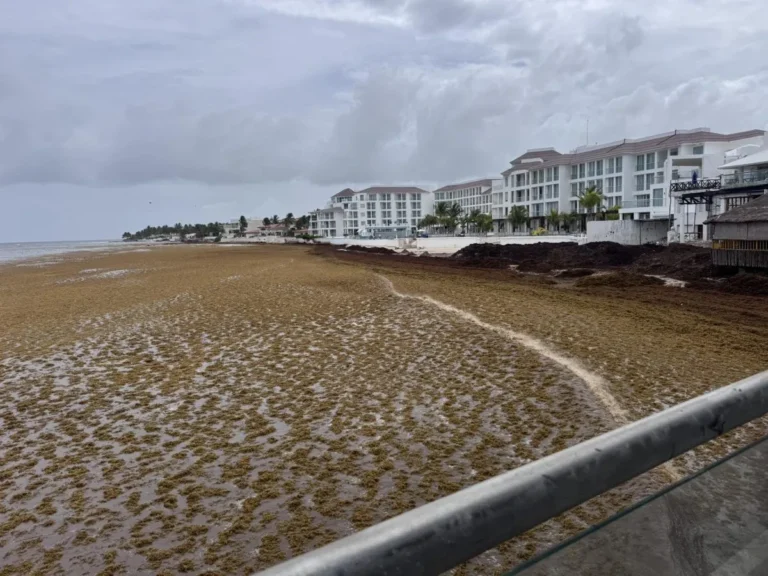 Mexico Allocates 115 Million Dollars to Combat Unprecedented Sargassum Invasion Threatening Caribbean Tourism and Ecosystems